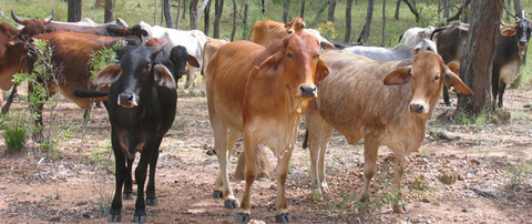 Hogan & Associates CPA - Mackay Accountants 0