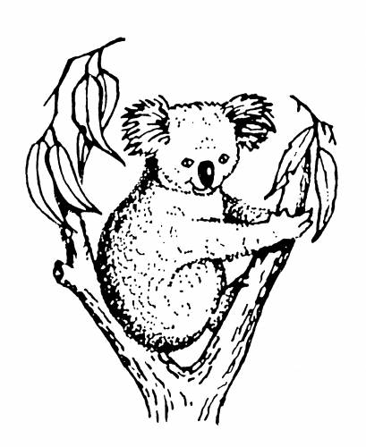 Koala Accounting & Taxation - Mackay Accountants 9