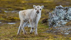 Prepare yourself for a look at a rare albino caribou calf photographed possibly for the first time Mackay Accountants